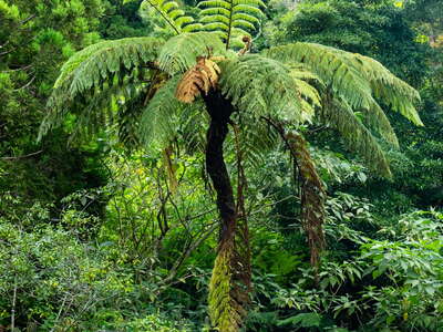 São Roque do Pico | Tree fern