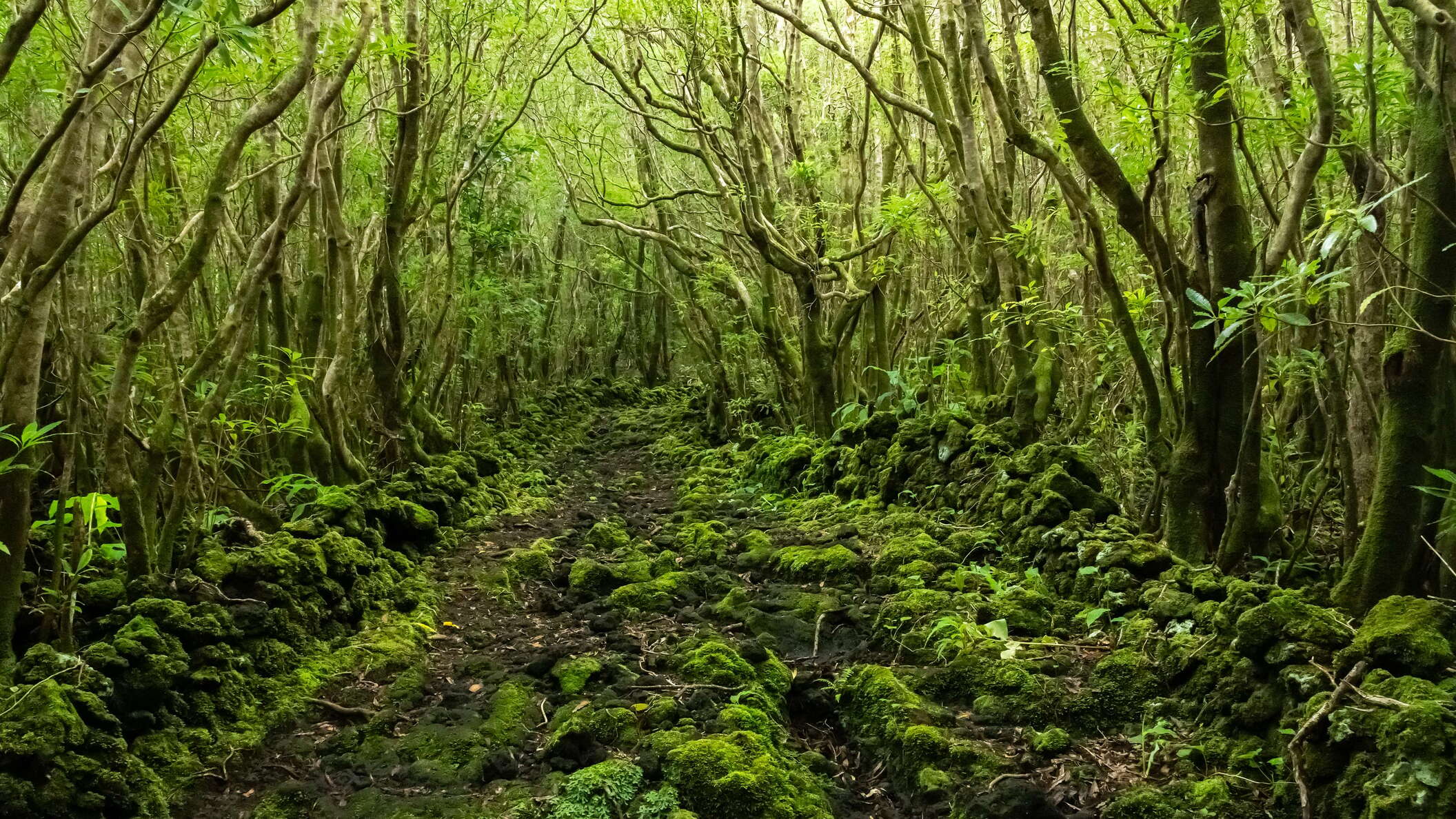 São Roque do Pico | Pittosporum forest