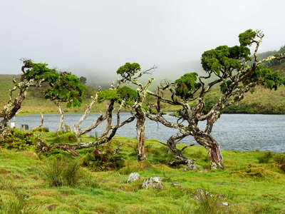 Lagoa do Capitão with Juniperus brevifolia
