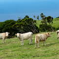 Ribeiras | Cattle
