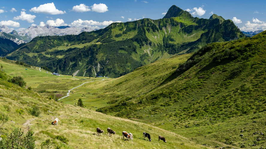 Damüls | Alpe Oberdamüls with cattle