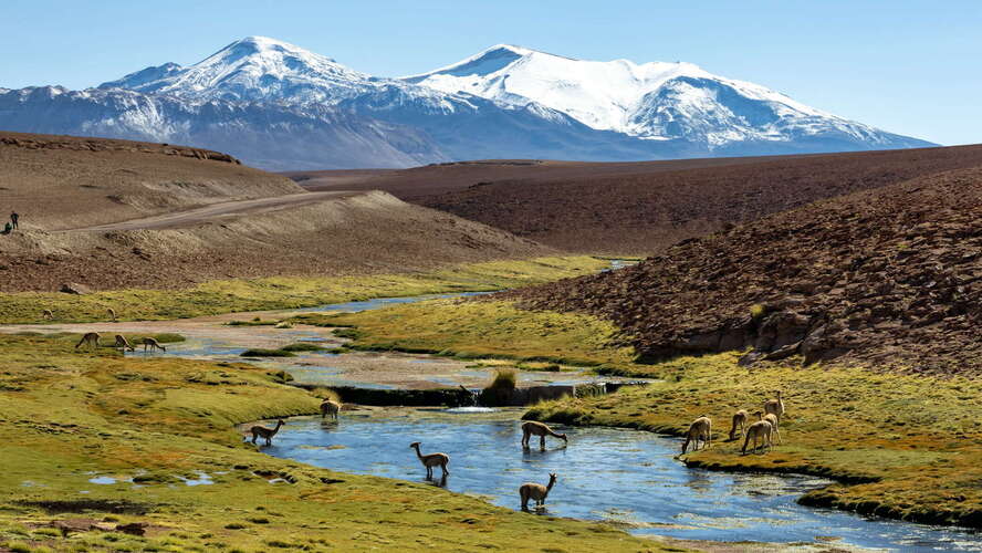 Putana | Río de Juana with vicuñas and Cerro Tocorpuri
