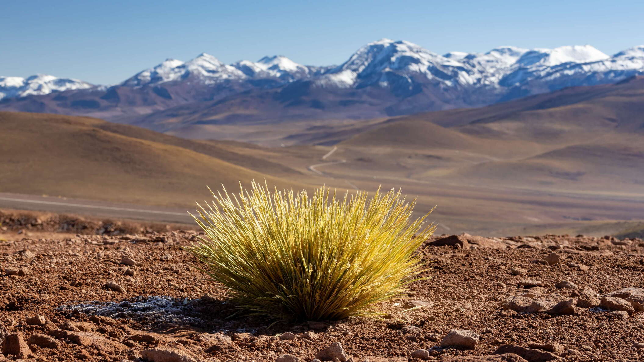El Tatio | Altiplano with tussock grass