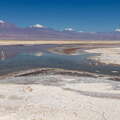 Salar de Atacama | Laguna de Chaxa with flamingo