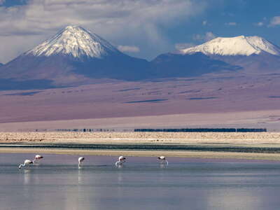 Salar de Atacama | Laguna Chaxa with flamingos and Volcán Licancabur