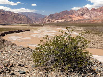 Uspallata | Creosote bush and Río Mendoza