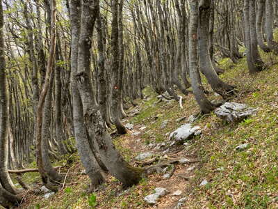 Sjeverni Velebit | Beech forest with saber growth