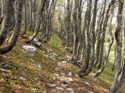 Sjeverni Velebit | Beech forest with saber growth