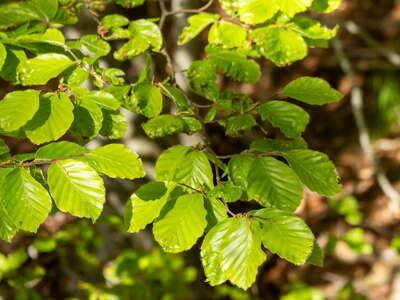 Dabarski kukovi | Beech leaves