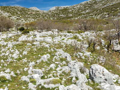 Biokovo | Limestone pavement