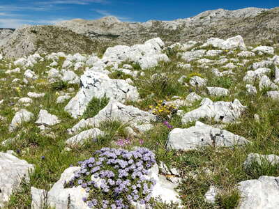Biokovo | Limestone pavement with spring flowers