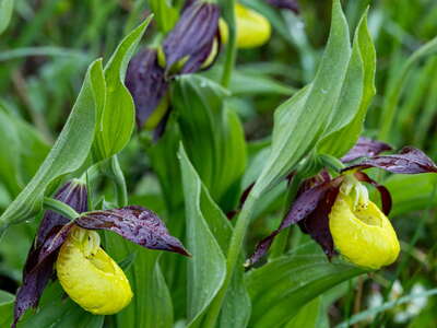 Wildalpen | Cypripedium calceolus