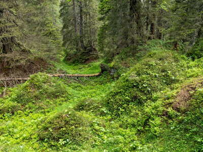 Wildalpen | Rock avalanche deposit