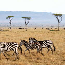 Africa & Macaronesia