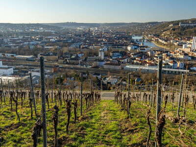 Würzburg | Steinberg and Altstadt