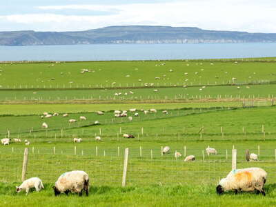 Ballintoy | Rural landscape with sheep