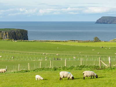 Ballintoy | Rural landscape with sheep