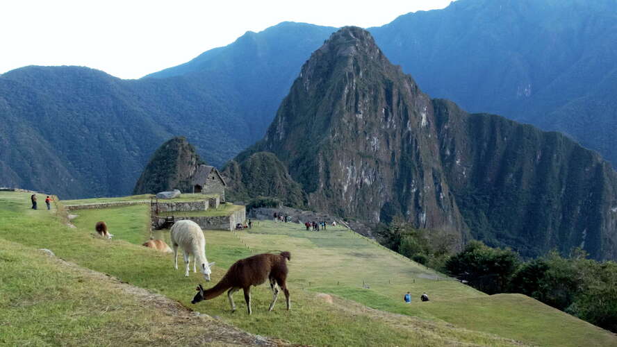 Machu Picchu with llamas and Huayna Picchu