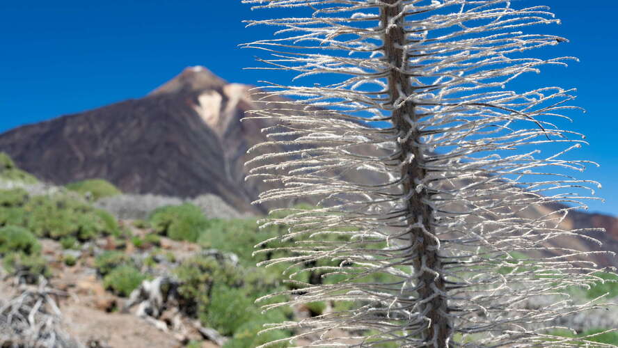 Echium wildpretii and Pico del Teide