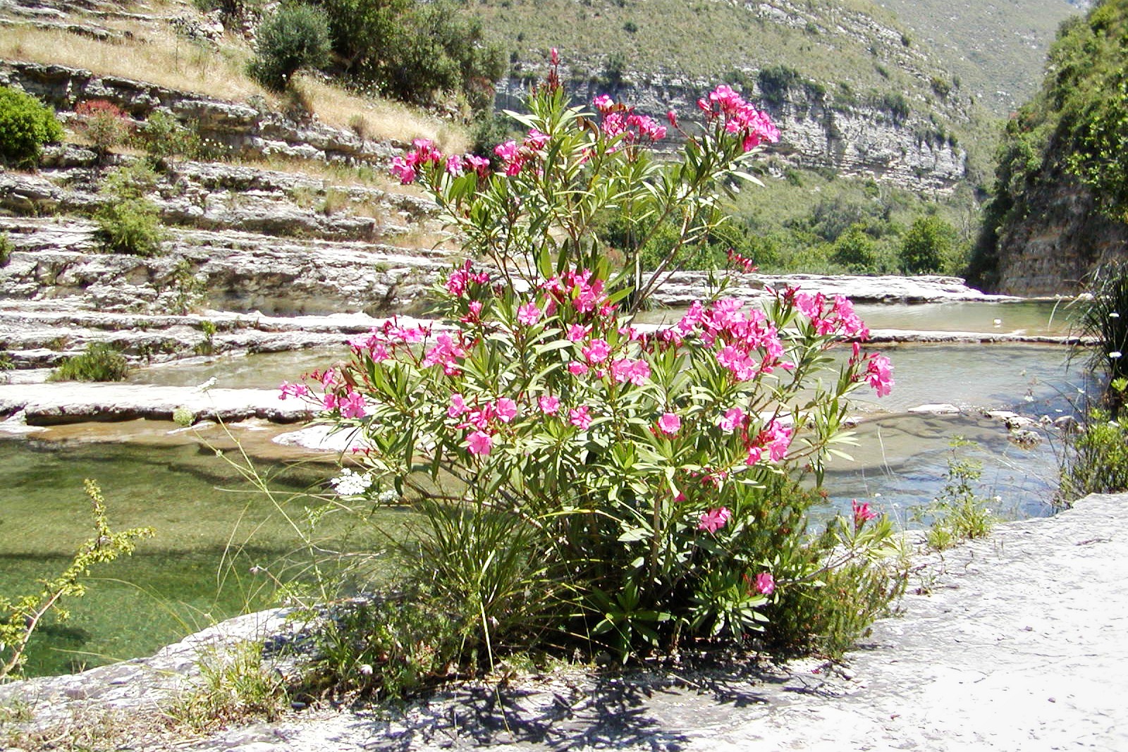 Cavagrande del Cassibile | Oleander