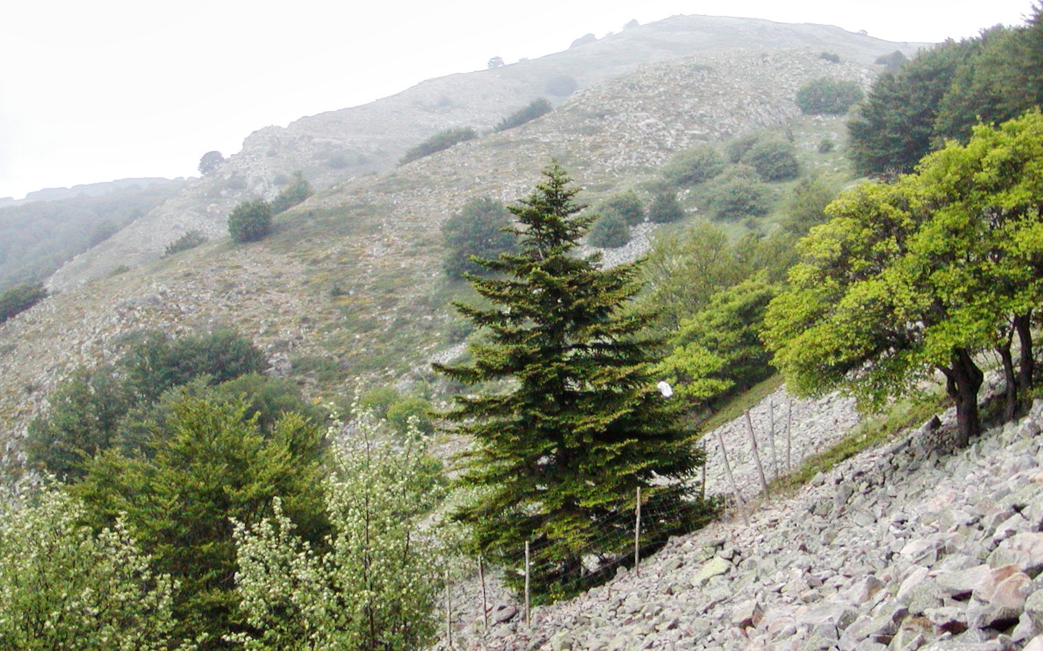 Madonie Mountains | Abies nebrodensis