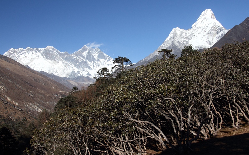 Tengboche  |  Mountain forest with Rhododendron