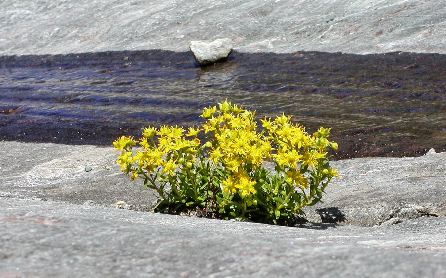 Prägraten | Umbalkees glacier forefield vegetation