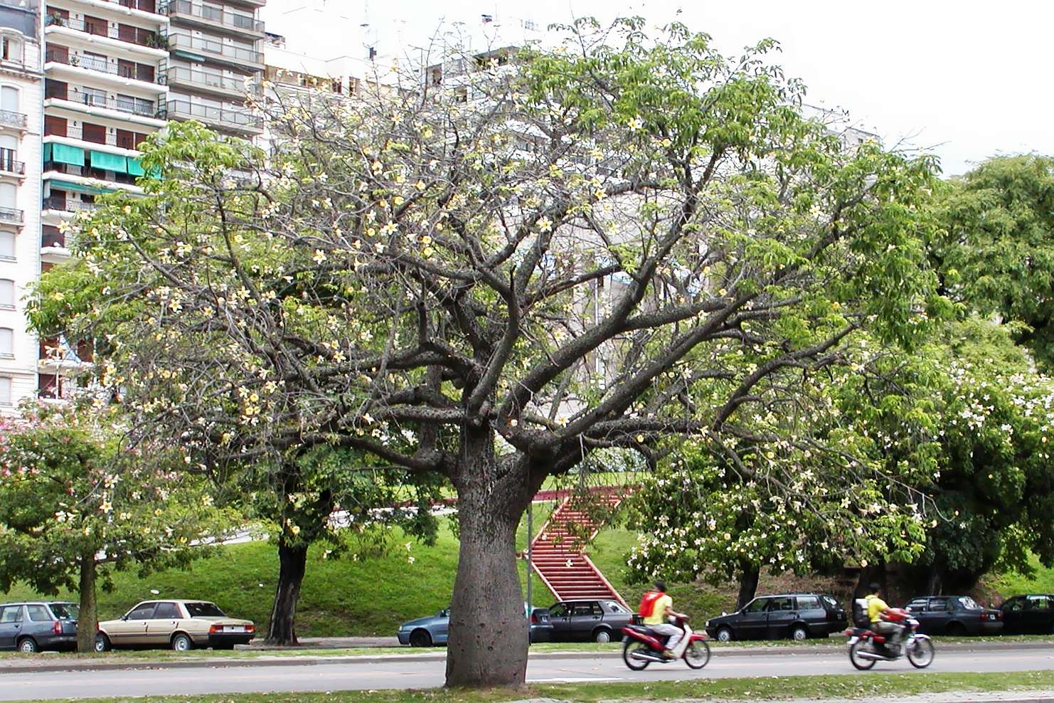 Rosario | Floss silk tree