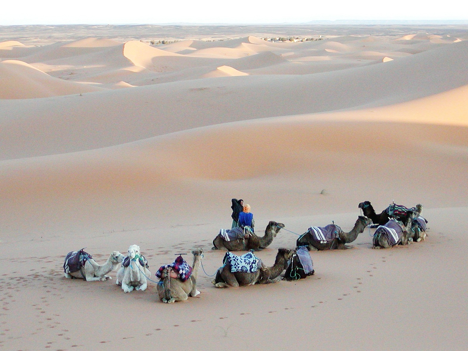 Erg Chebbi represents one of two large dune fields in the Moroccan part of the Sahara desert, with dunes reaching a maximum height of approx. 150 m. The dromedary (Camelus dromedarius) is widely used as pack animal, for riding, and for its milk and meat in the arid and semi-arid regions of Africa and also Asia. Those dromedaries shown in the image are used for a riding excursion by foreign visitors. WI_mc085.jpg