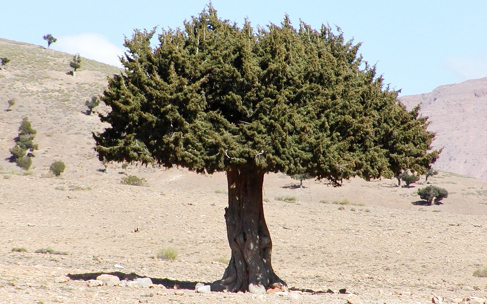 Tagalm  |  Juniper tree