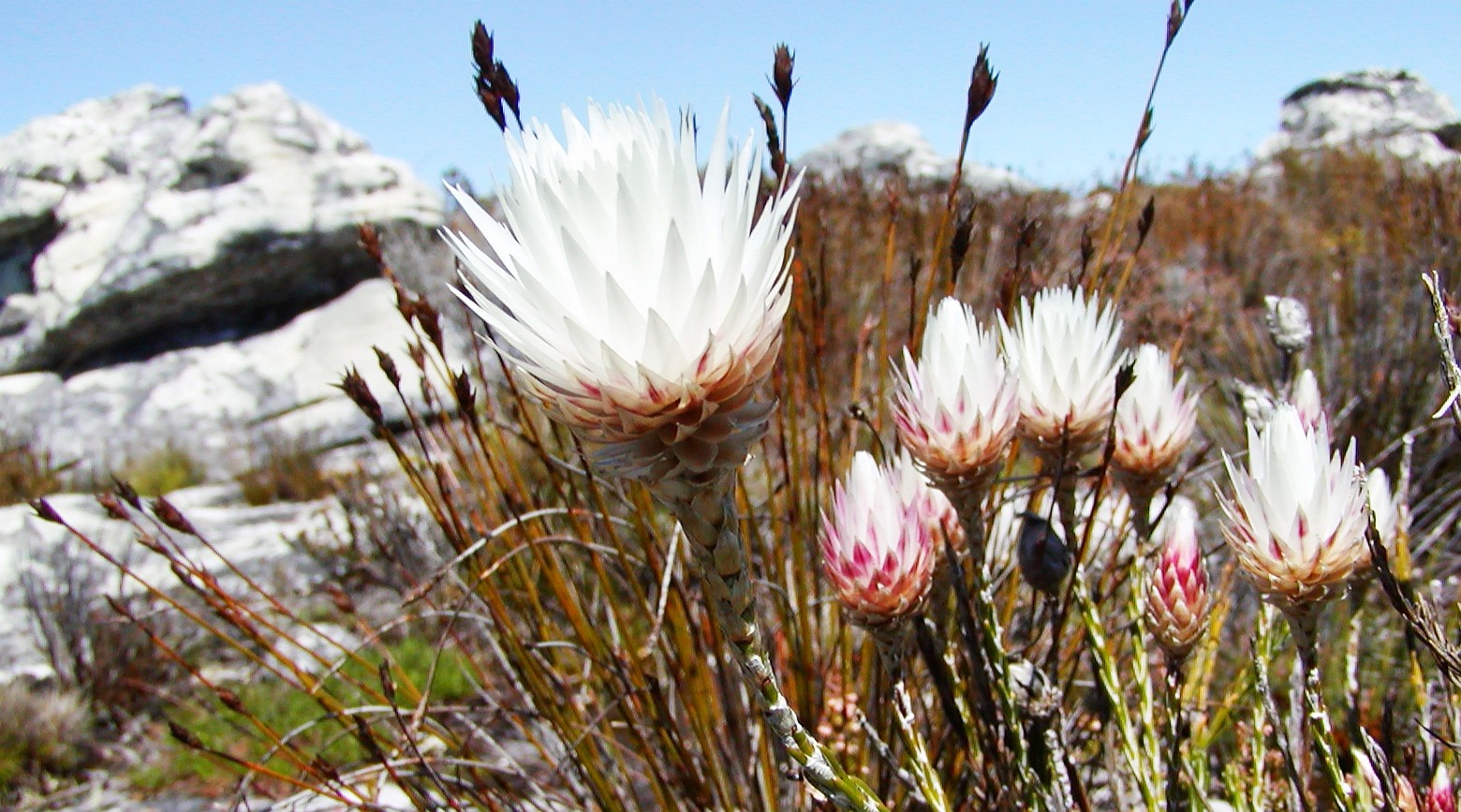 Table Mountain  |  Edmondia sesamoides