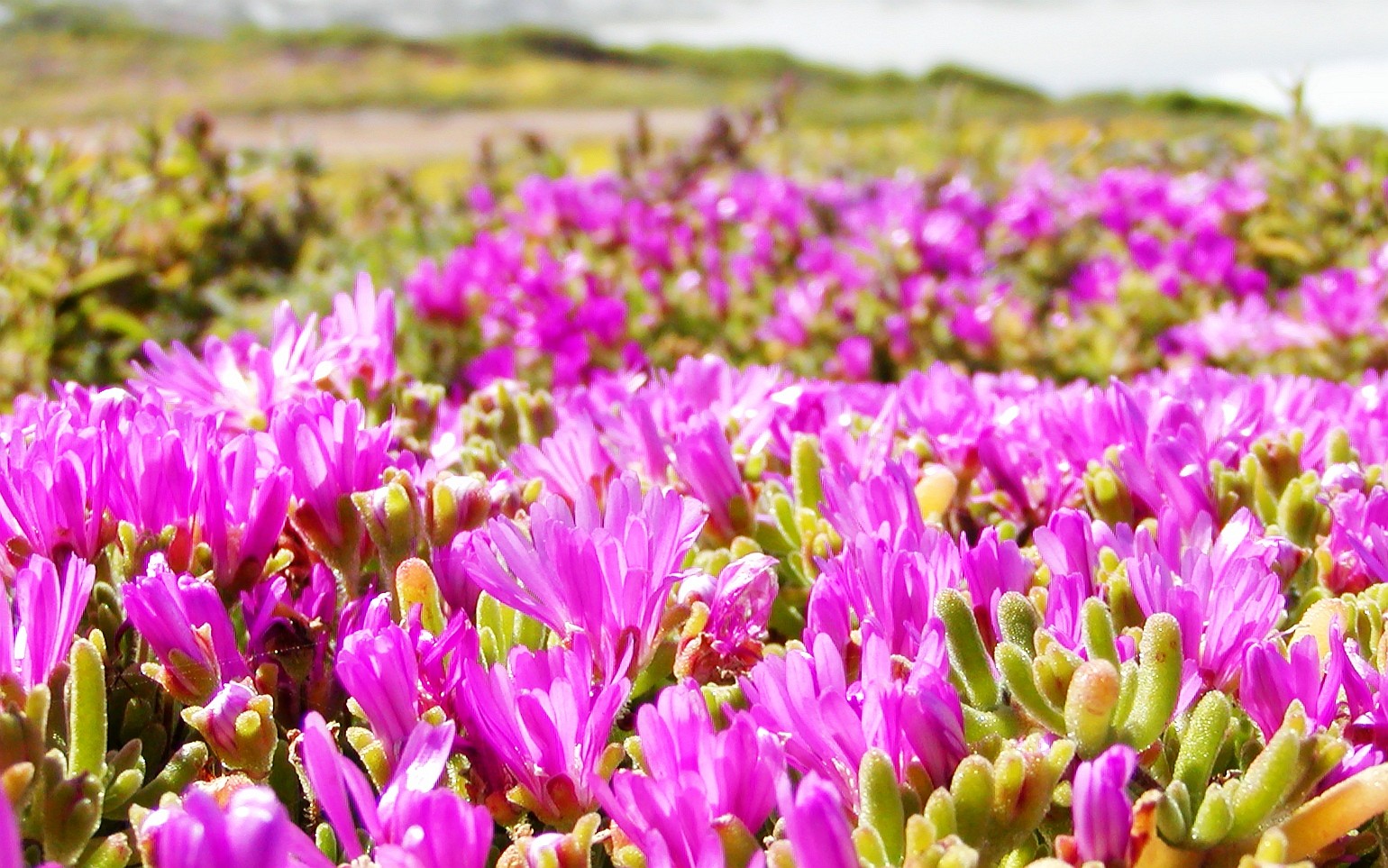 West Coast NP  |  Drosanthemum floribundum