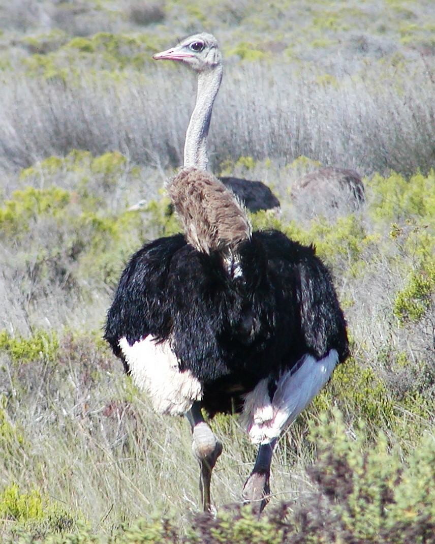 West Coast NP  |  Ostrich