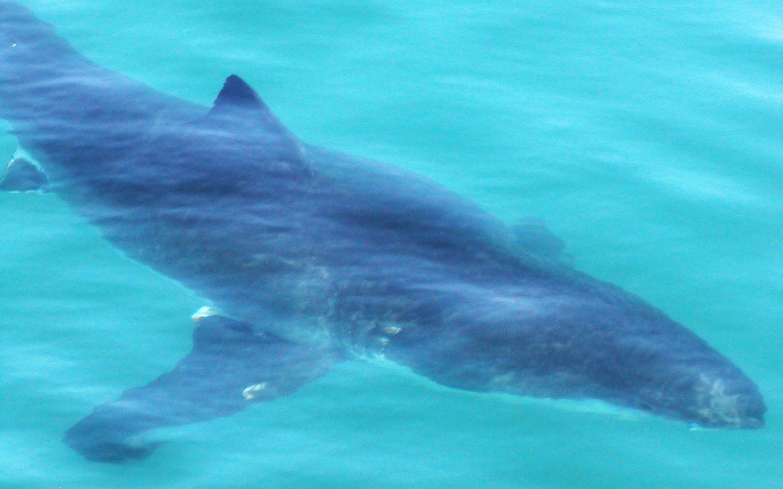 Walker Bay  |  Shark