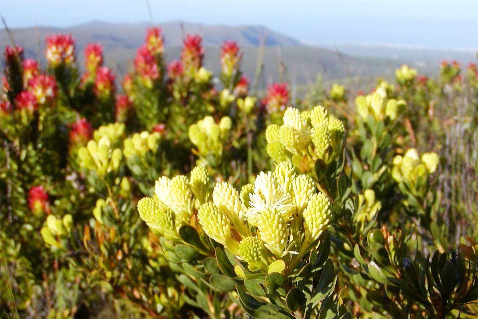 Grootbos NR  |  Aulax umbellata