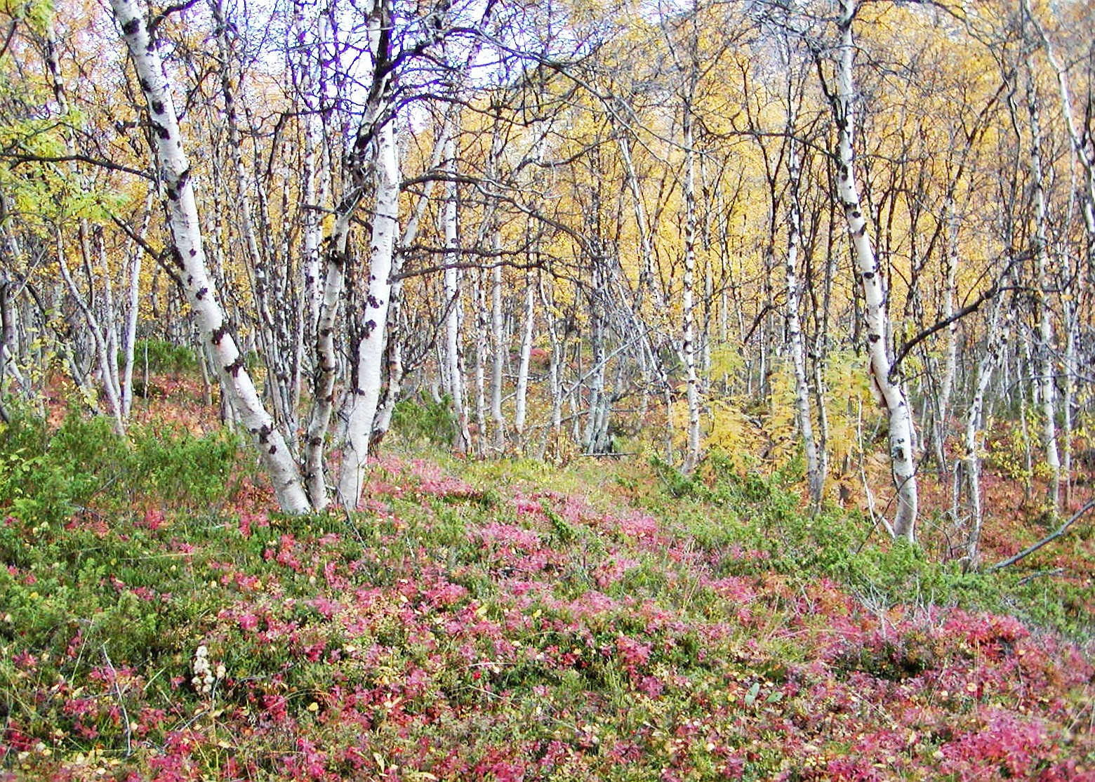 Kilpisjärvi  |  Birch forest