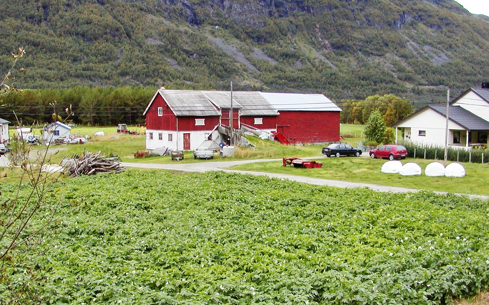 Manndalen  |  Potato cultivation