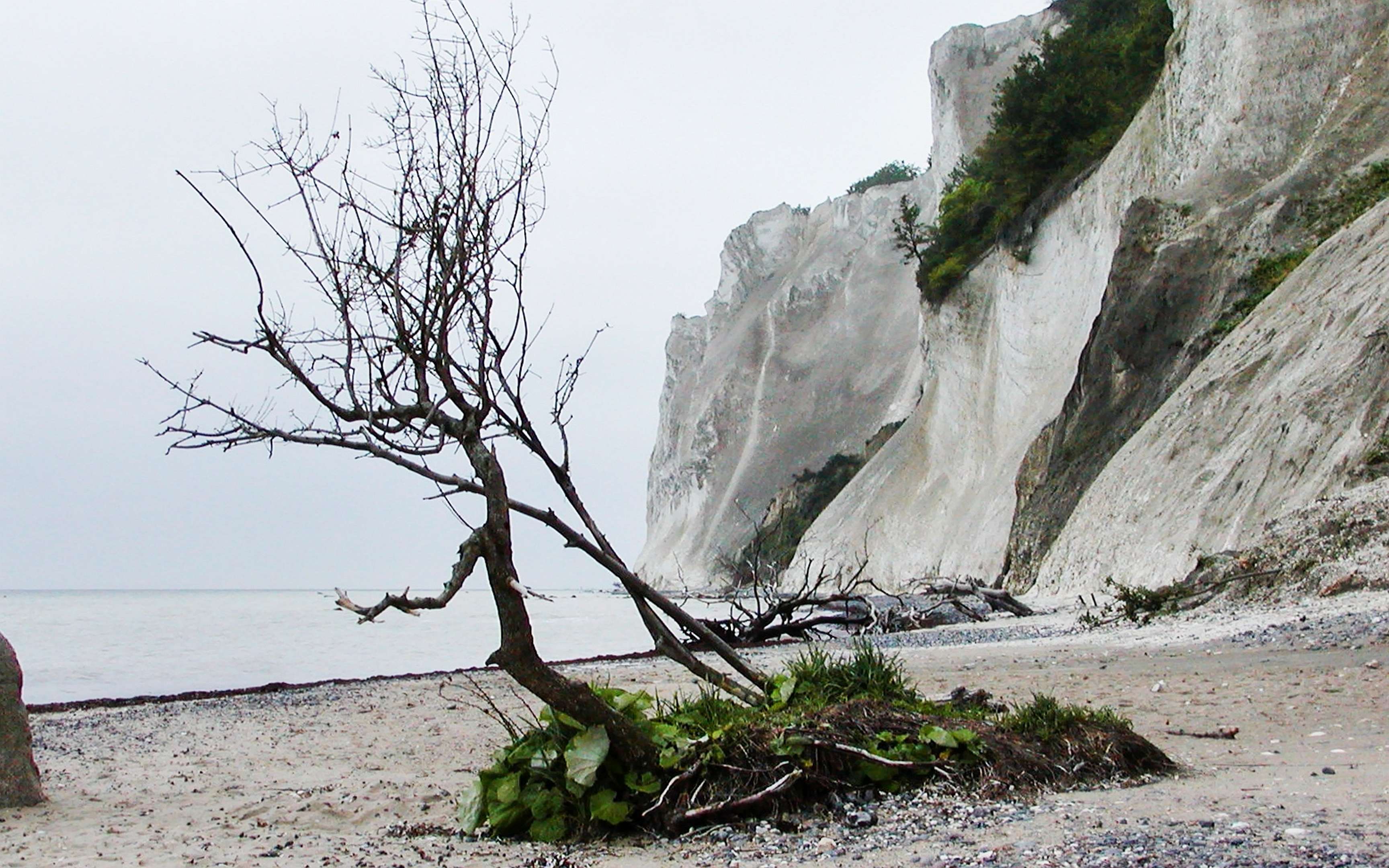These chalk cliffs along the E coast of the island of Møn are up to 120 m high. WI_dk007.jpg