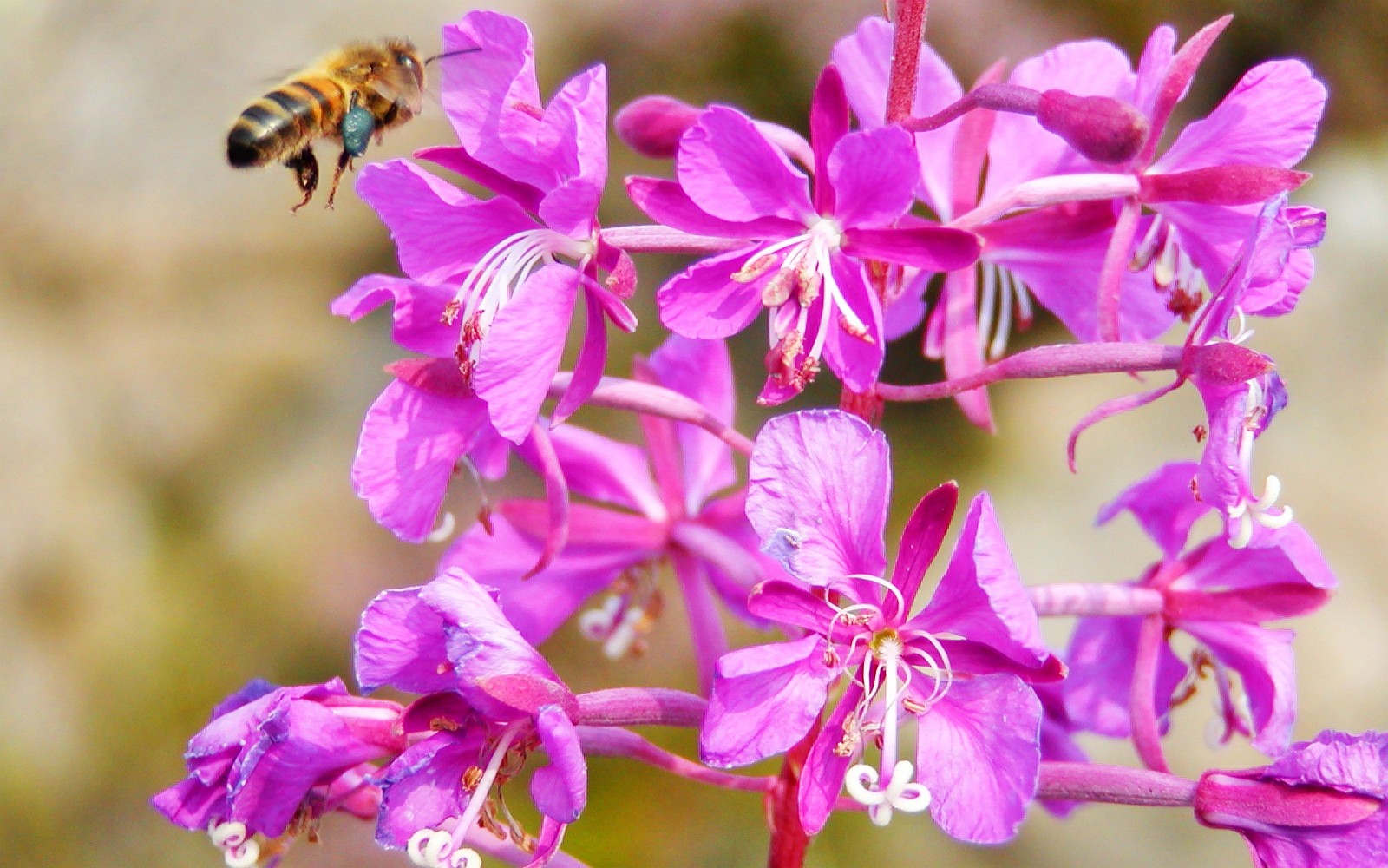 Arsvågen  |  Fireweed with bee