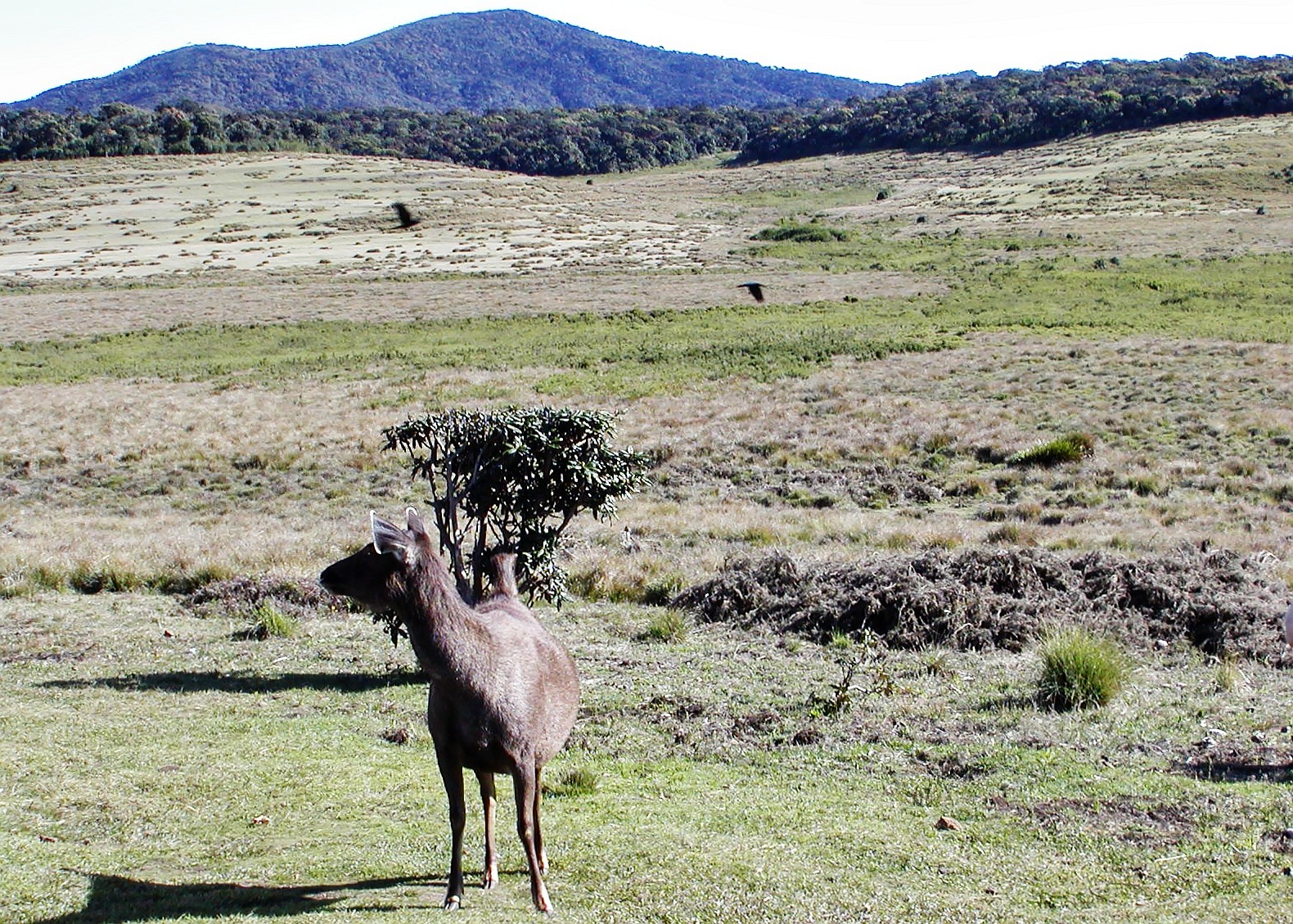 Horton Plains NP  |  Patana with sambar deer