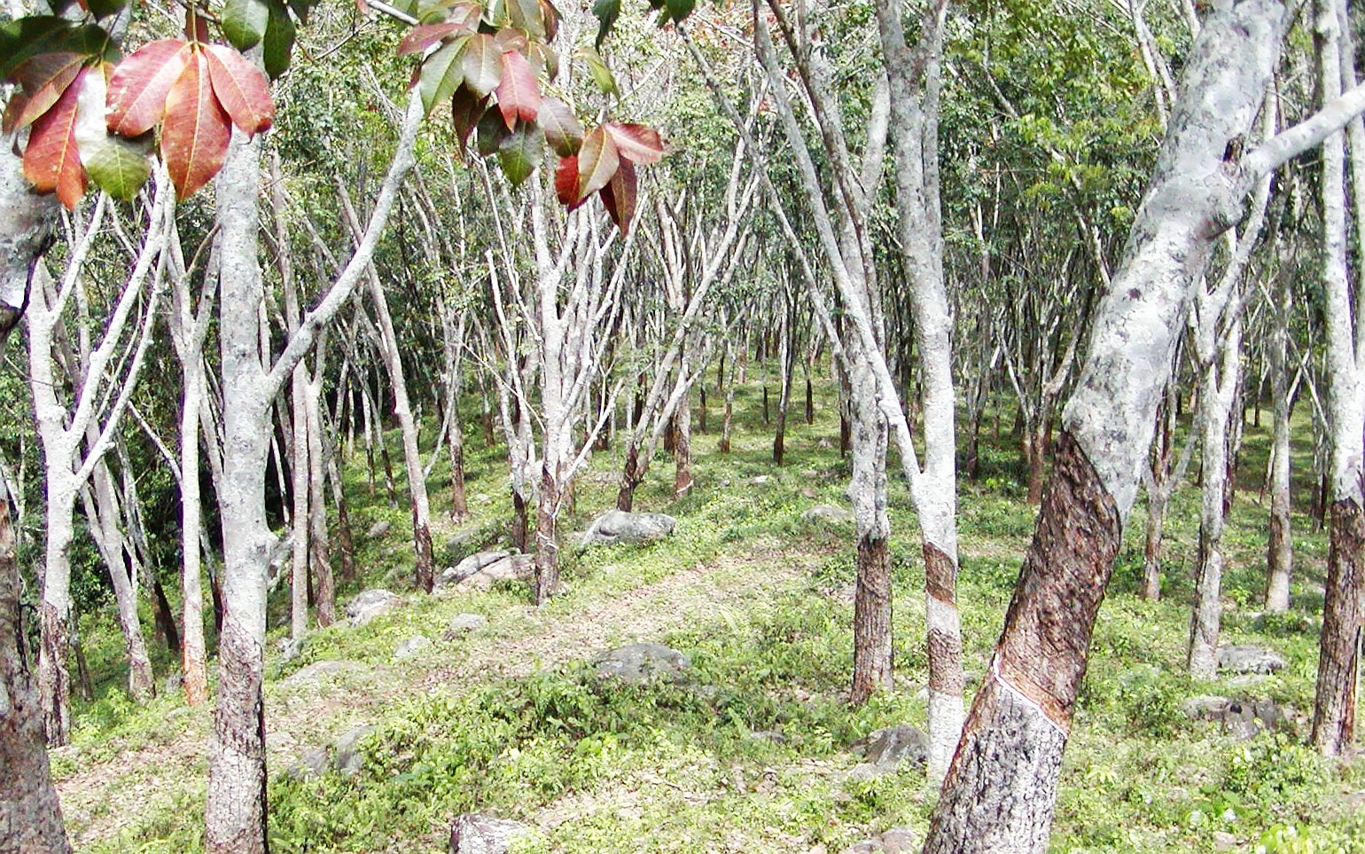 Gampaha  |  Rubber tree forest