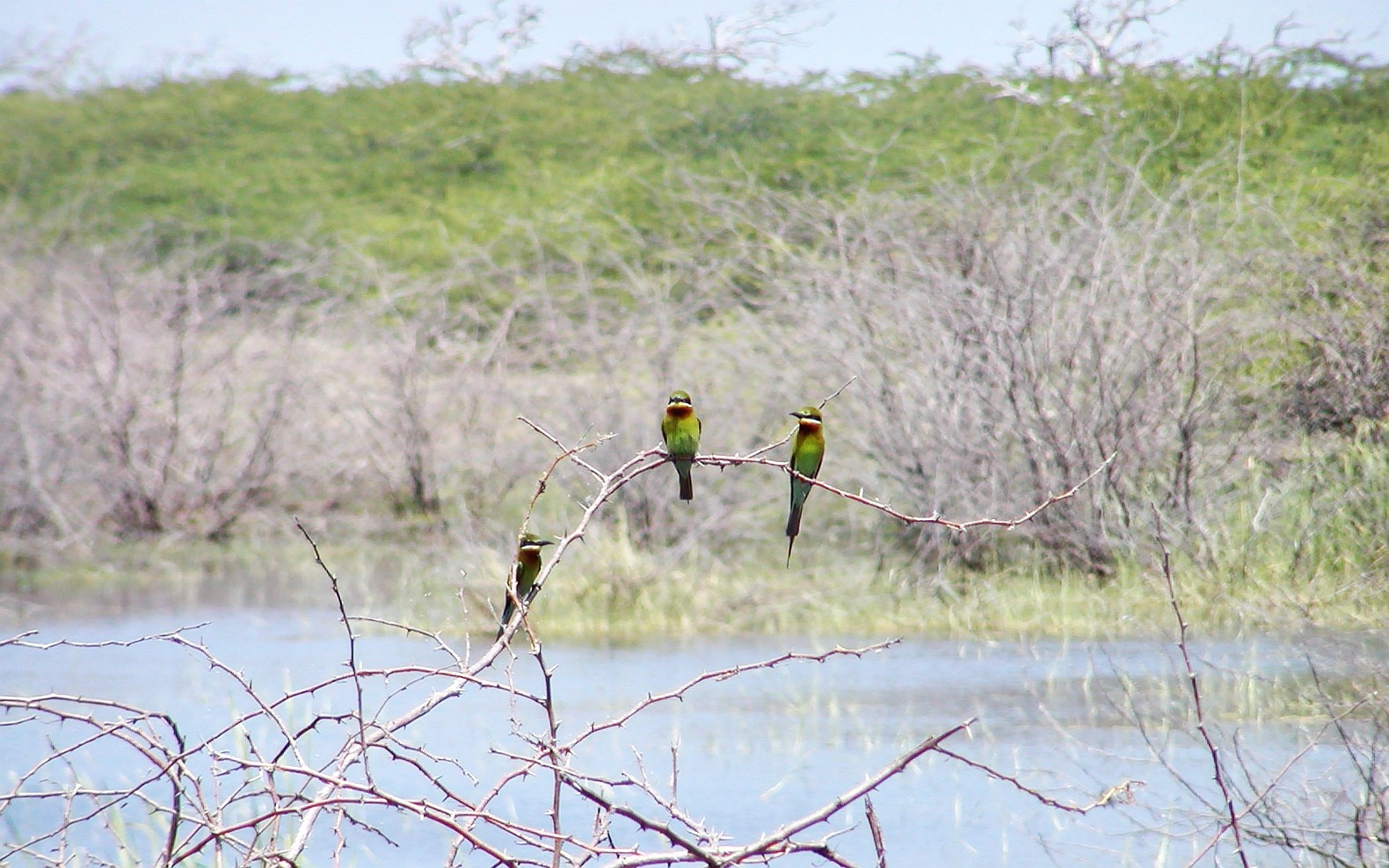 Bundala NP  |  Bird life