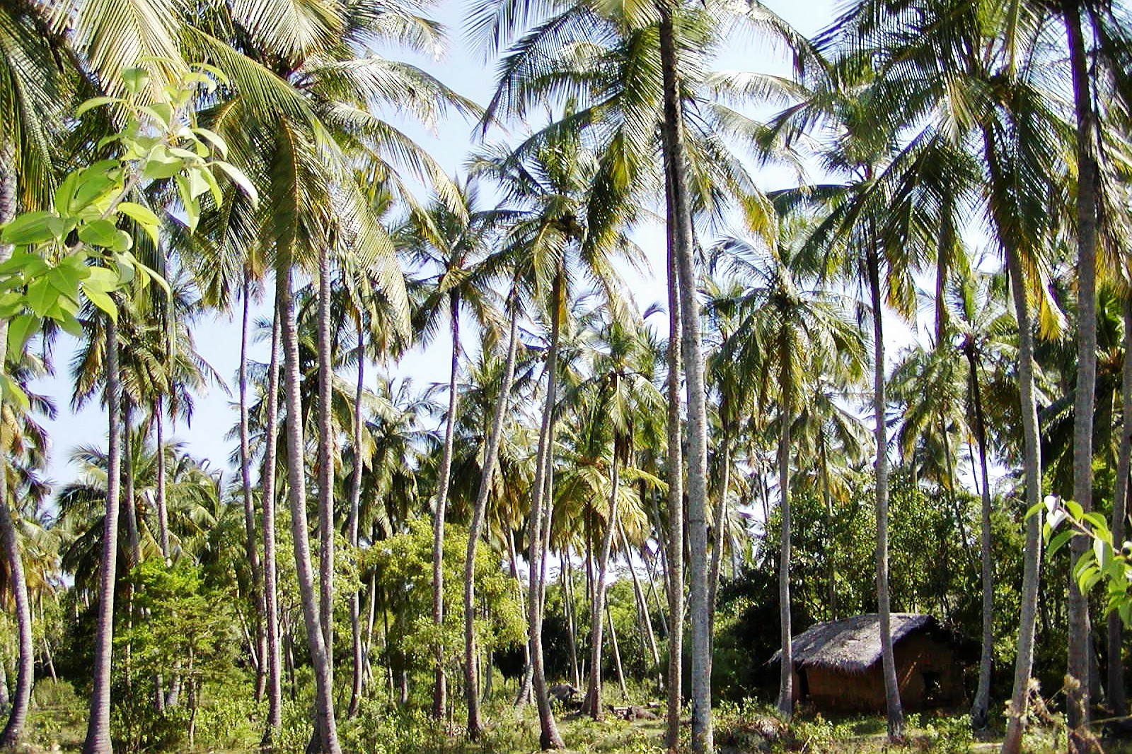 Tangalle  |  Coconut palm grove