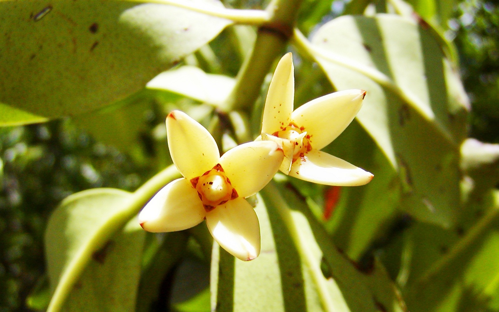 Negombo  |  Flowers of Rhizophora mucronata