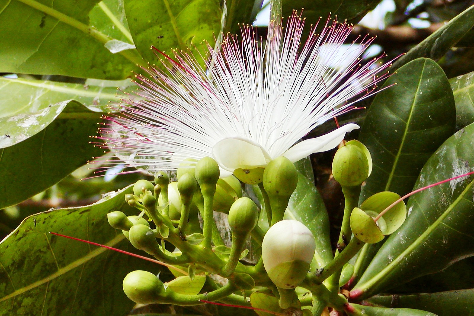 Negombo  |  Flower of Barringtonia asiatica