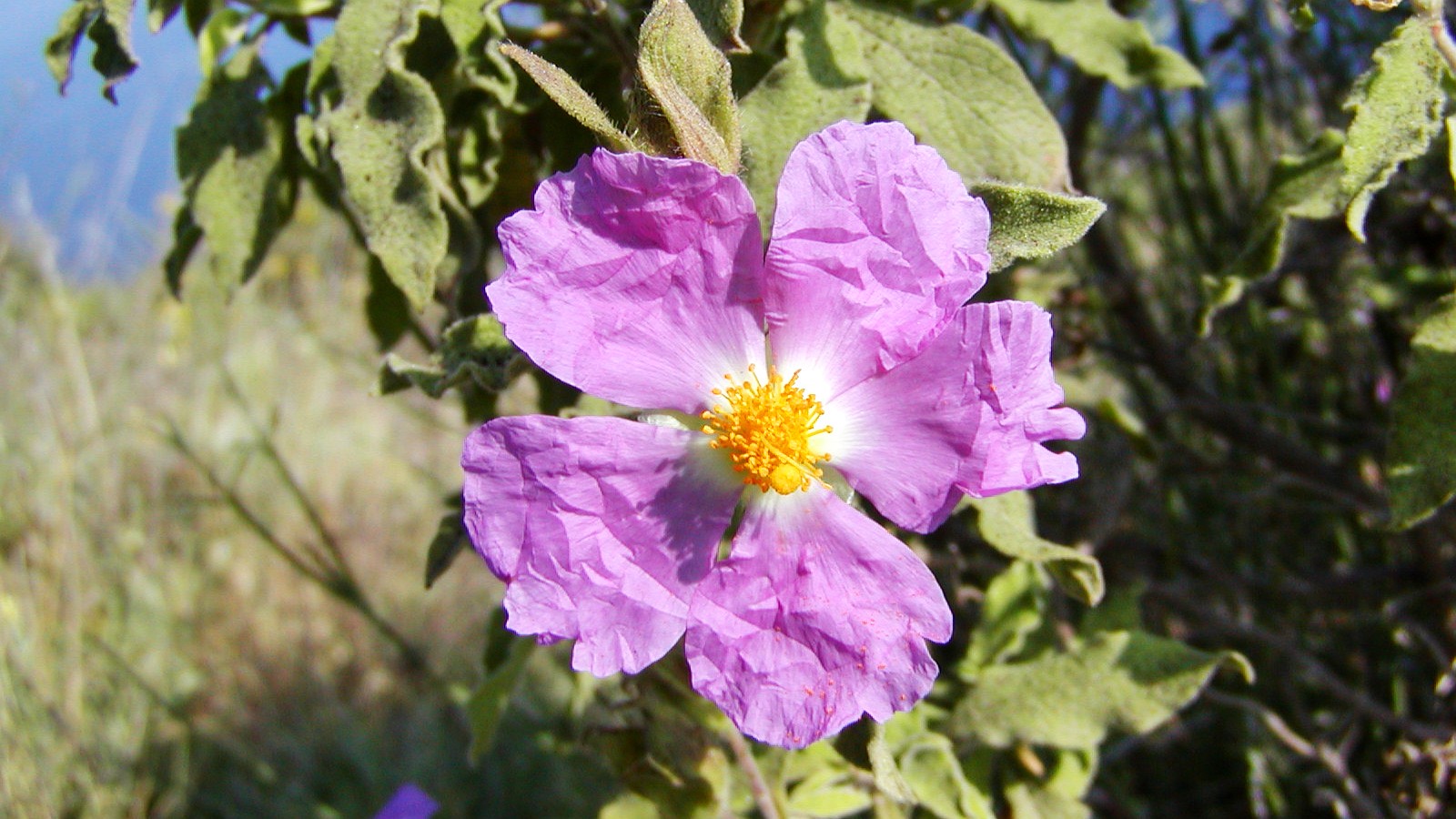 Stromboli | Cistus sp.